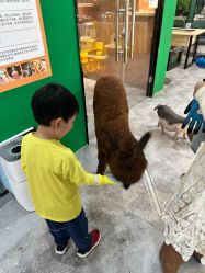 -神奇动物撸宠馆·羊驼·小浣熊·异宠(豫园店)
