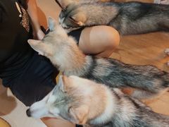 -Husky Go! 哈士奇体验馆·宠物咖啡厅狗咖