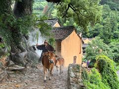 -杨家堂村