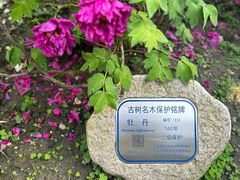 -龙华寺
