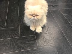 -猫色咖啡·猫咖