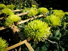 -杭州植物园