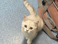 -美联众合动物医院(·中兽医·疑难杂症·严家桥分院)