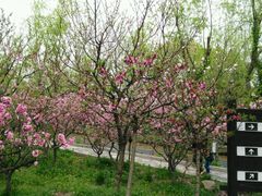 -南汇桃花村