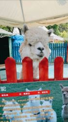 -萌宠亲子动物乐园(槐房万达店)