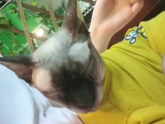 -李小姐の猫咖啡馆(五角场店)