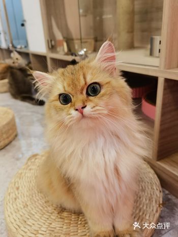 「UTOPIA.PET CLUB乌托邦宠物会所」最近