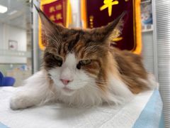-美美宠物诊疗中心·异宠·骨科(滨江东信分院)