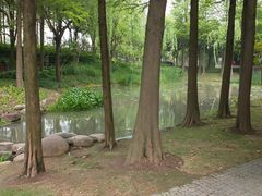 -陈家山荷花公园