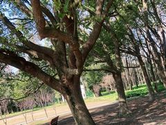 -上海滨江森林公园