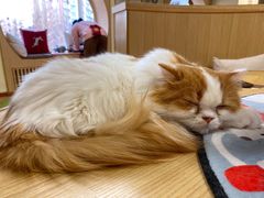 -猫和宫(六道口店)