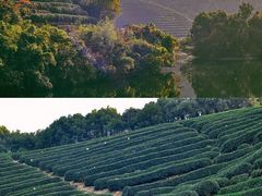 -龙坞茶村