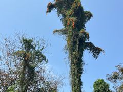 -海南热带野生动植物园