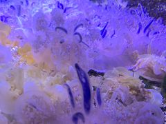 -瑞普利水族馆