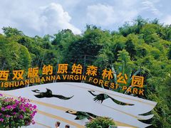 -西双版纳原始森林公园