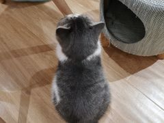 -滚猫咖啡·猫咖·猫友好撸猫(未来城店)