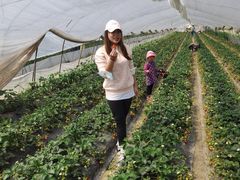 -小鱼草莓采摘园农家乐·小鱼餐厅