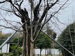 -上海佘山国家森林公园天马山园