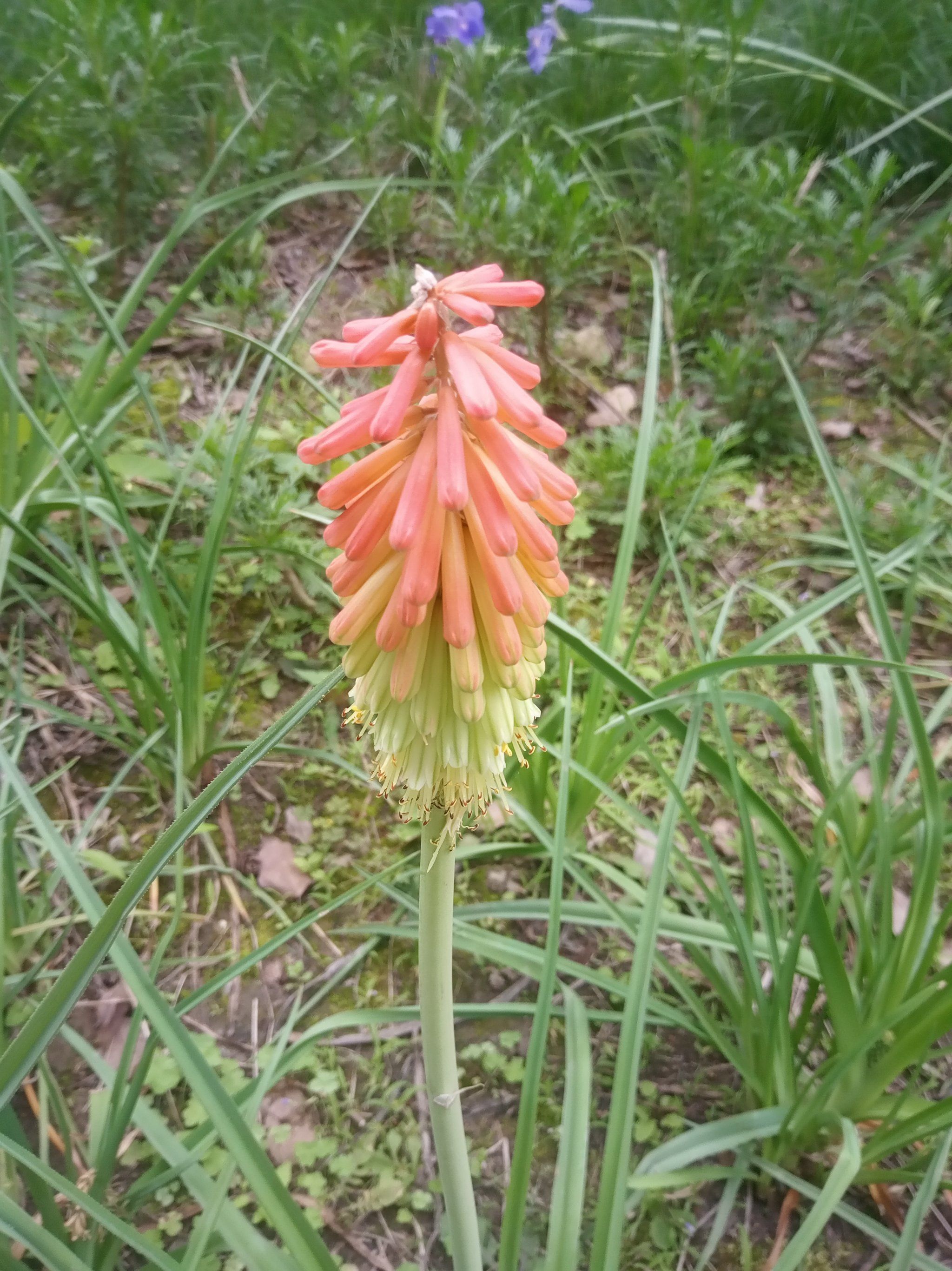 像鸡毛掸子的花