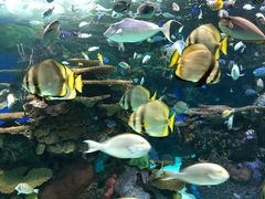 -瑞普利水族馆