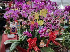 -李村大集