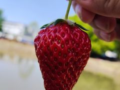 -胜丰草莓采摘园