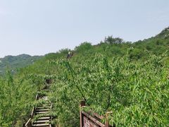 -大岭沟猕猴桃谷风景区