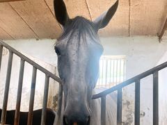 -月河湾马术俱乐部(朝阳店)