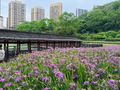 -龙头寺公园