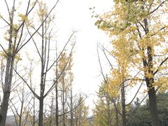 -金陵图书馆