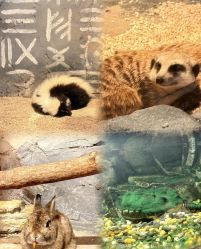 -Zoolung Zoolung动物主题公园(海信广场店)