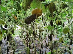 -万源龙顺度假庄园生态观光园