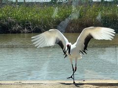-盐城丹顶鹤湿地生态旅游区
