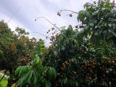 -蜜雪冰城(合汇广场店)