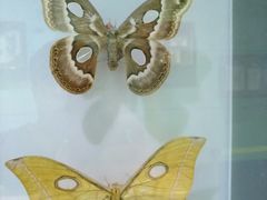 -上海昆虫博物馆