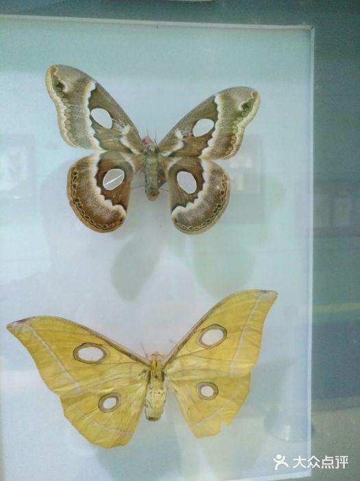 上海昆虫博物馆图片