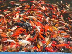 -北戴河圣蓝海洋公园