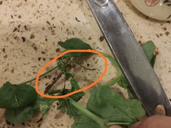 -杨记山珍鸡煲菌汤锅