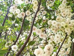 -天适樱花悠乐园