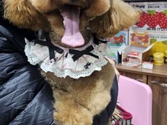 -心仪动物医院·牙专科·肿瘤·心脏科(西客站院)