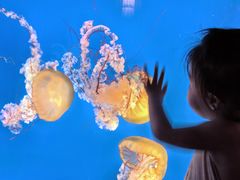 -太平洋海底世界