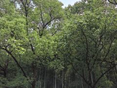 -东明山森林公园
