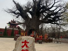 -大槐树寻根祭祖园