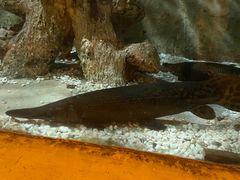 -东方巨龟苑景区