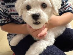 -瑞派宠物医院·犬猫全科·猫友好(宾水西道店)