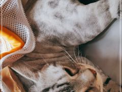 -1013 PET SHOP 宠物商店(近铁城市广场店)