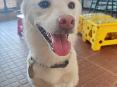 -柴犬高等学院·狗咖·柴犬售卖·宠物训练