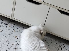 -柚子猫舍·精品猫舍购猫·猫咪认养·购宠·宠物店