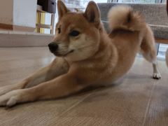 -南京Hallo宠物乐园·哈罗犬舍·柴犬繁育基地