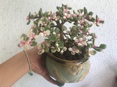 -龙大花卉苗木市场